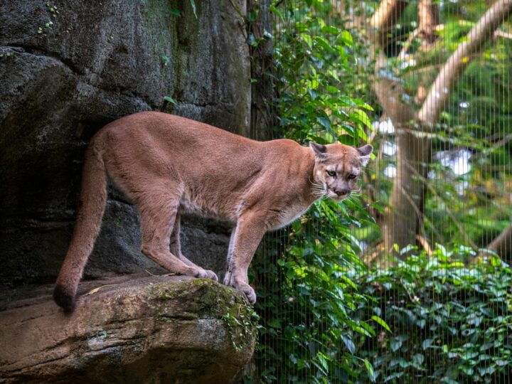Zoo di Heidelberg